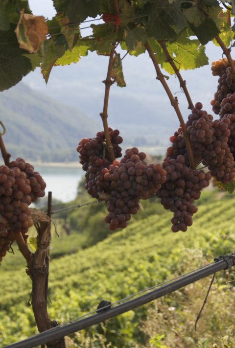 Gewürztraminer gewuerztraminer_al_lago_di_caldaro.jpg